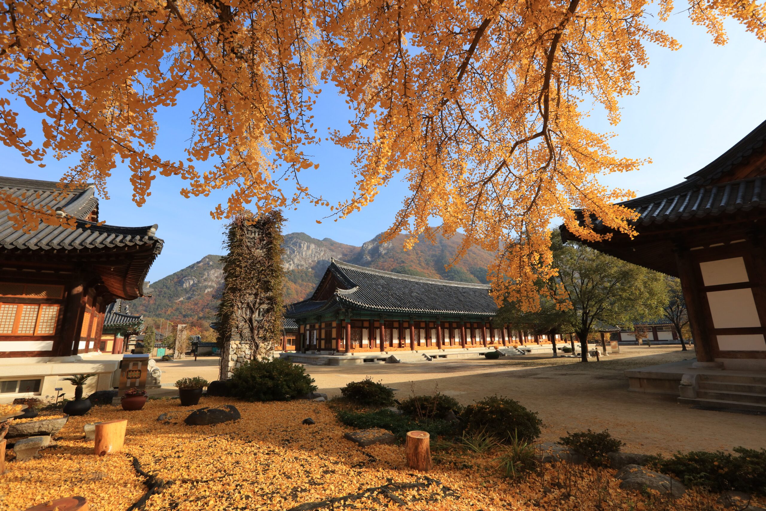 Autumn scene at a traditional Korean temple with golden leaves and mountains in the background under a clear blue sky.