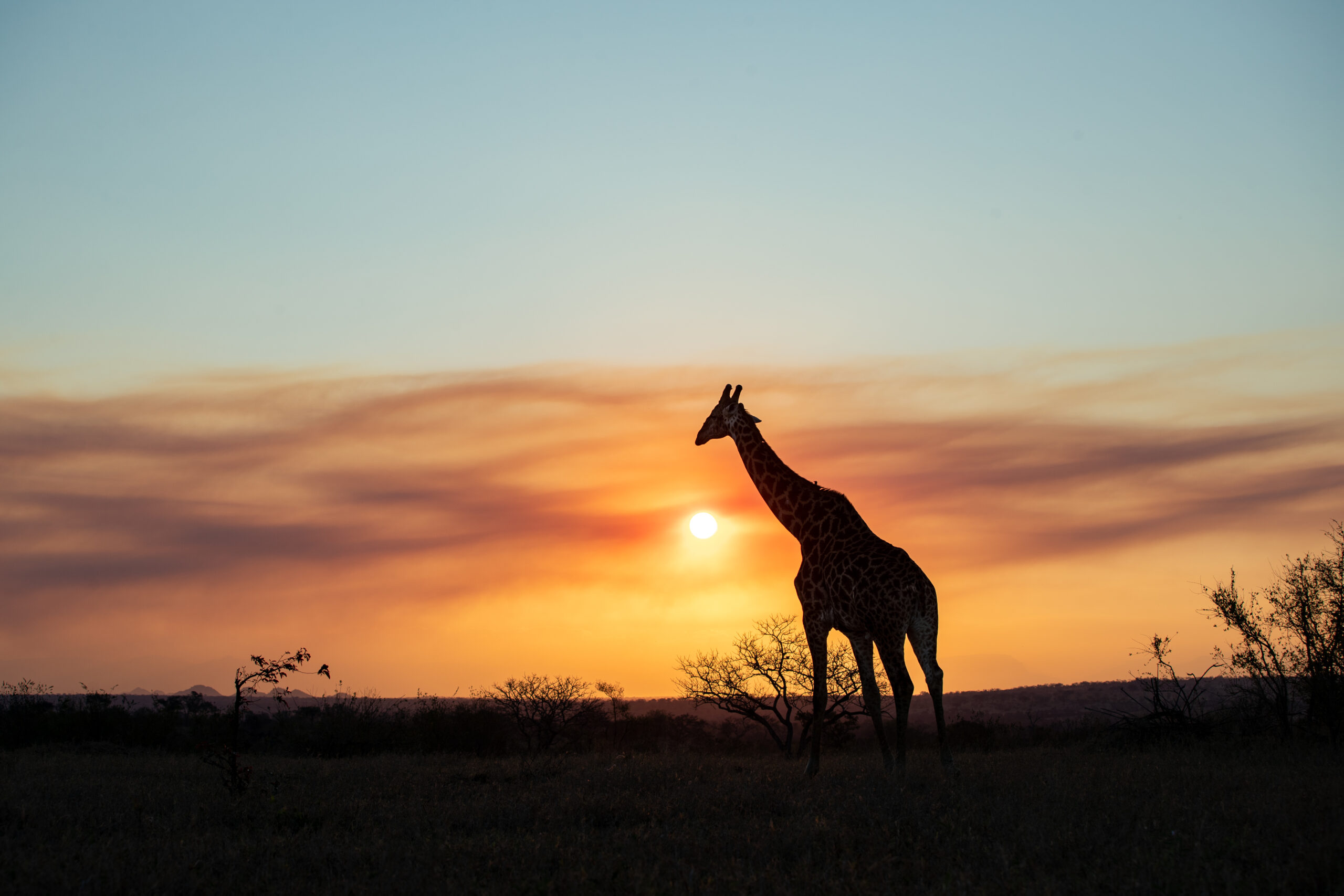 A silhouette of a giraffe, Giraffa, sunset backround.