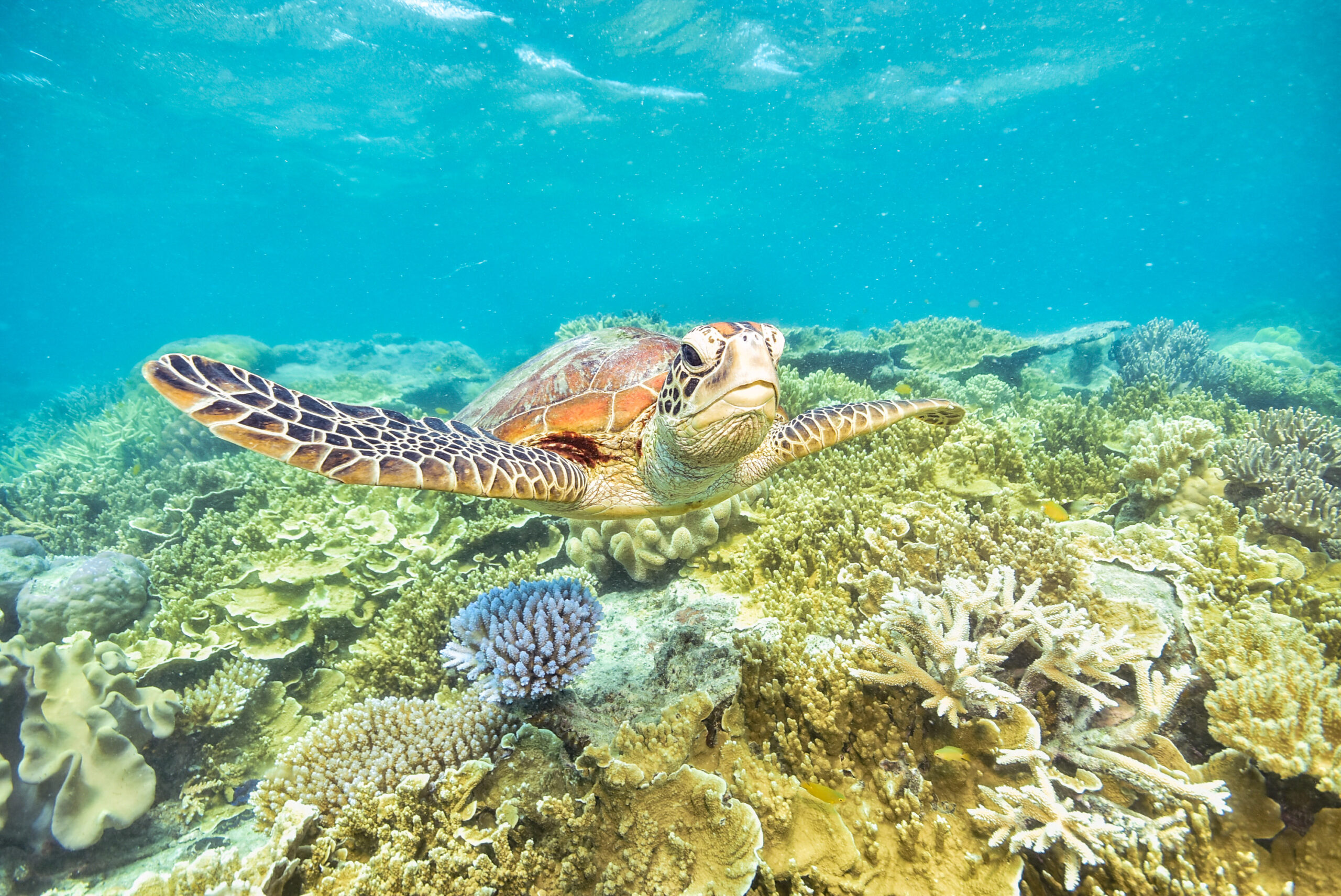 green turtle in the great barrier reef