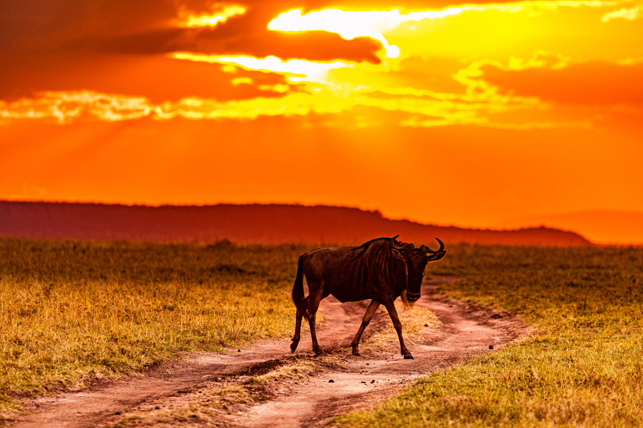 Sunset Sunrise Dramatic Clouds Rainy Wildlife Animals Savannah Grassland Wilderness Maasai Mara National Game Reserve Park Narok County Kenya East Africa Great Rift Valley Landscapes