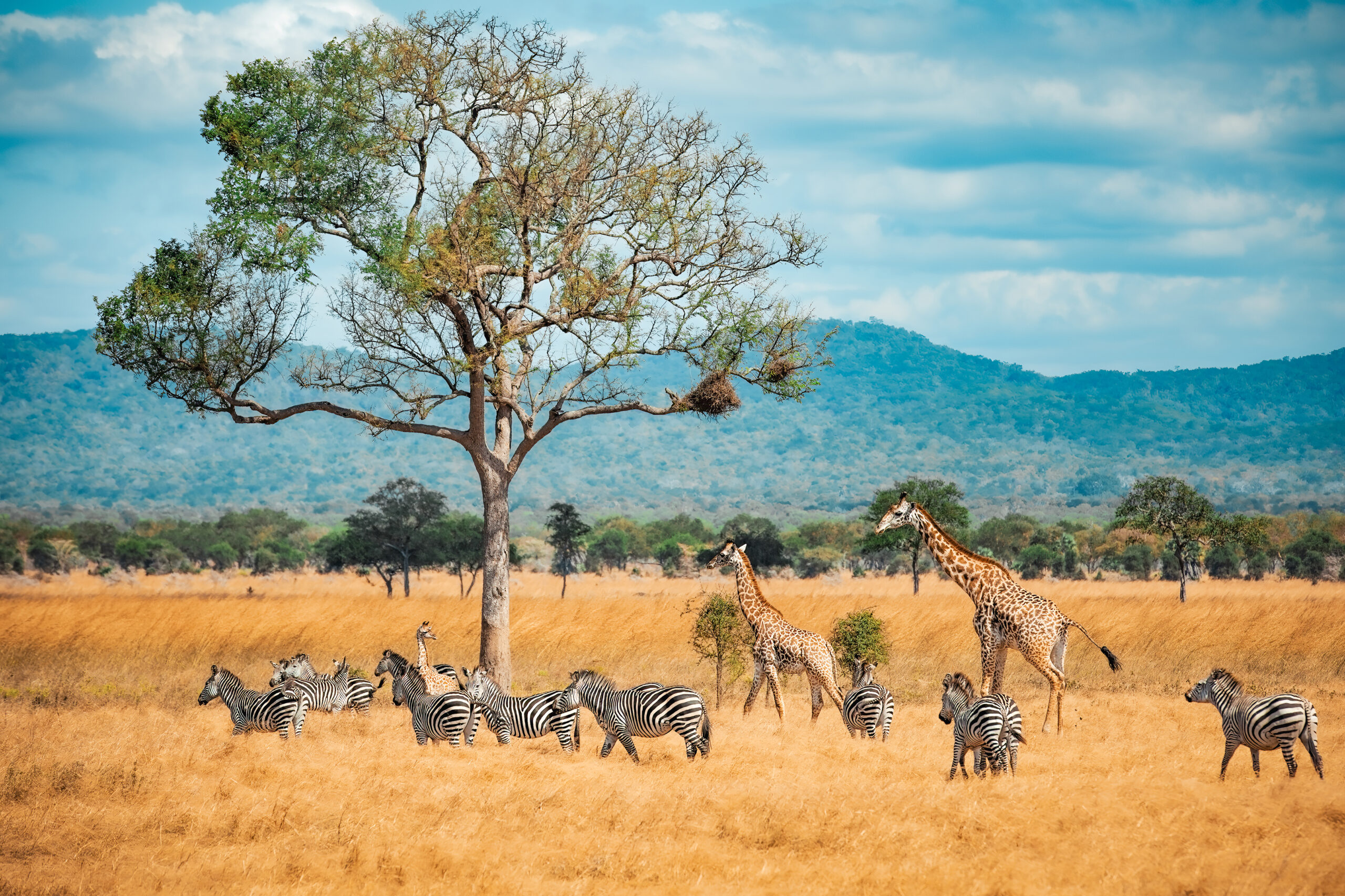 Wild Giraffes and zebras together in the savanna